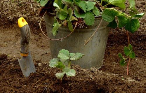 Как сажать клубнику осенью на агроволокно.