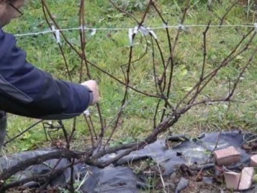 Виноград 2 год. Формирование куста винограда