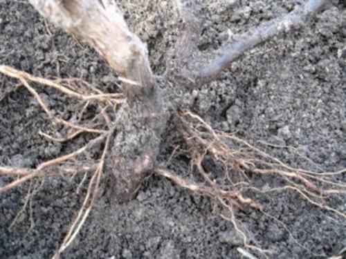 Как укрыть виноград на зиму на кубани. Что такое и зачем нужна катаровка