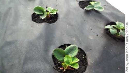 Посадка клубники на агроволокно с капельным поливом. Ошибки при посадке клубники на агроволокно. Органическое земледелие