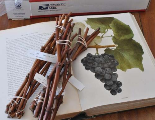 Как укрыть виноград на зиму на Кубани. Как и чем укрывать виноград на Кубани