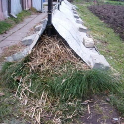 Правила посадки винограда осенью. Как сажать виноград осенью 06