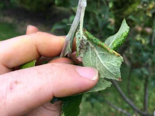 Обработка яблонь весной народными средствами. Чем обработать яблони ранней весной от вредителей и болезней