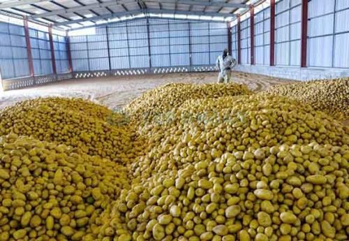 При какой температуре замерзают клубни картофеля. Стадии подготовки и хранения