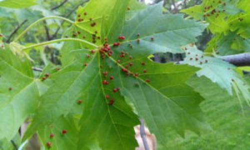 Инсектициды от галлового клеща. Грушевый галловый клещ: как распознать и уничтожить