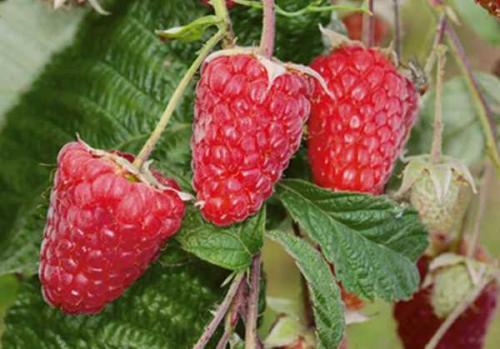 Как размножать ремонтантную малину.     Размножение ремонтантной малины корневыми отпрысками 09 Как размножать ремонтантную малину.     Размножение ремонтантной малины корневыми отпрысками 09