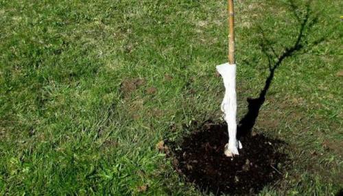 В каком месяце сажать грушу. Как сажать саженцы яблони и груши в саду (с видео)