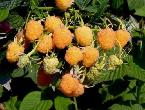 Как размножать ремонтантную малину.     Размножение ремонтантной малины корневыми отпрысками 03 Как размножать ремонтантную малину.     Размножение ремонтантной малины корневыми отпрысками 03