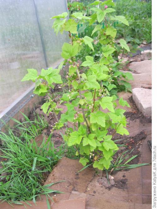 Мульчирование малины картоном. Мульчируем плодовые кустарники картоном - спасаем урожай!