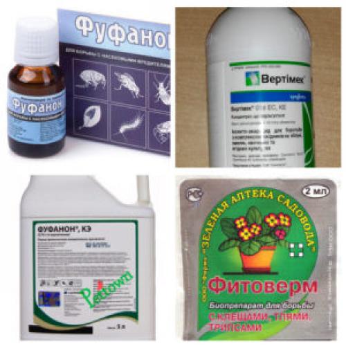 Инсектициды от галлового клеща. Грушевый галловый клещ: как распознать и уничтожить