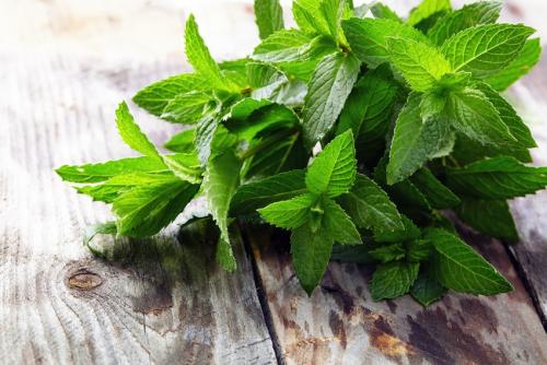 Лекарственные травы посадка. Лечебные травы: 7 целебных растений, которые можно вырастить на вашей грядке