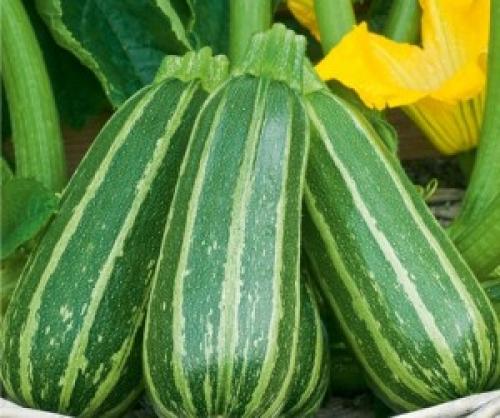 Что посадить в огороде неприхотливое.