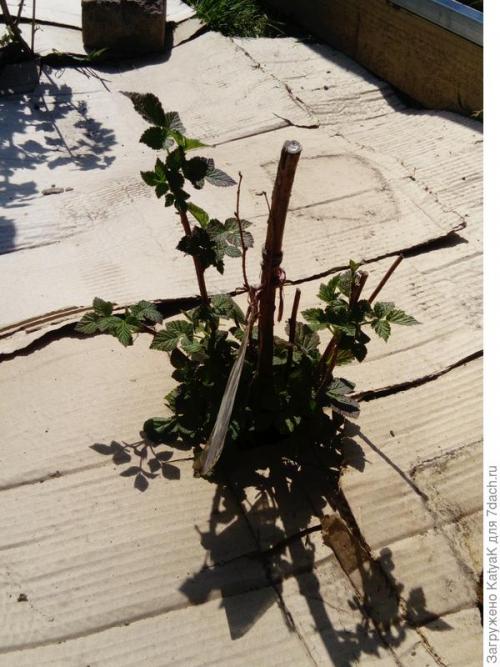 Мульчирование малины картоном. Мульчируем плодовые кустарники картоном - спасаем урожай!