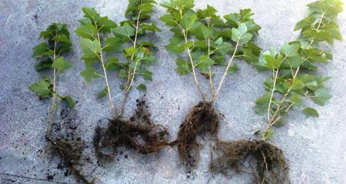 На каком расстоянии черную смородину сажать. Расстояние между кустами