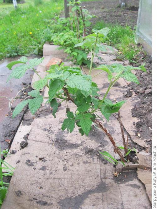 Мульчирование малины картоном. Мульчируем плодовые кустарники картоном - спасаем урожай!