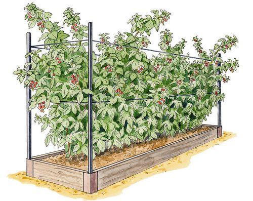 Малина на спанбонде. Правила мульчирования малины весной и осенью