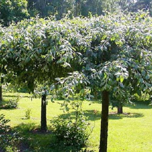 Схема посадки карликовых яблонь. Посадка карликовых яблонь 08 Схема посадки карликовых яблонь. Посадка карликовых яблонь 08