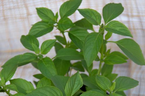 Полезные травы в огороде. От базилика до эстрагона. Чем полезны пряные травы и как их выращивать