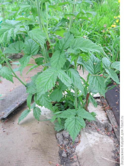 Мульчирование малины картоном. Мульчируем плодовые кустарники картоном - спасаем урожай!