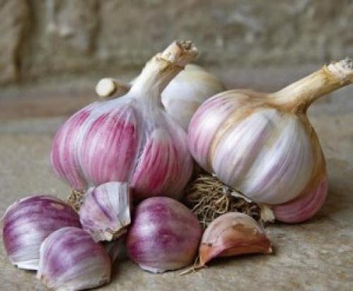 Что посадить в огороде неприхотливое.