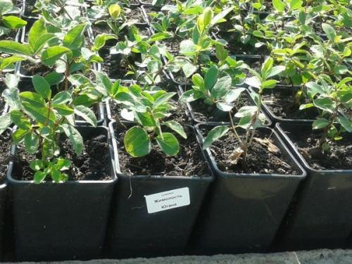 На каком расстоянии сажать жимолость. Как посадить весной: пошаговая инструкция