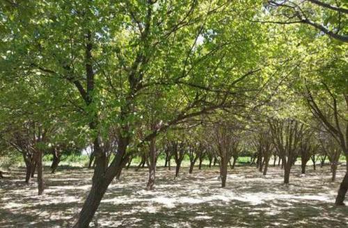 Яблони на каком расстоянии сажать. С какими деревьями и растениями можно высаживать яблони