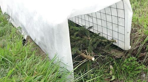 Как подготовить виноград к зиме в подмосковье. Внесение удобрений и обрезка 03