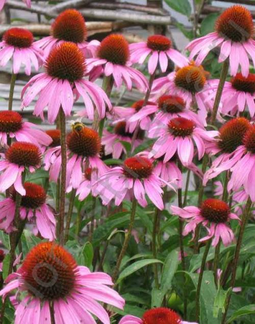 Полезные травы в огороде. От базилика до эстрагона. Чем полезны пряные травы и как их выращивать 02 Полезные травы в огороде. От базилика до эстрагона. Чем полезны пряные травы и как их выращивать 02