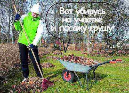 Посадка груши осенью на урале. Когда сажать грушу весной и осенью