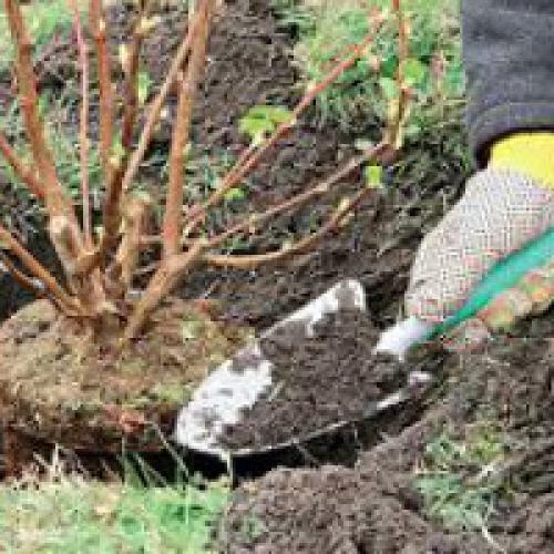 Посадка смородины. Посадка черной и красной смородины