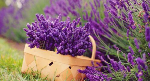 Лекарственные травы посадка. Лечебные травы: 7 целебных растений, которые можно вырастить на вашей грядке