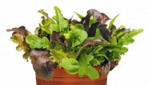 Что посадить в огороде неприхотливое.