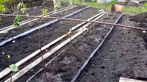 Посадка малины осенью. Посадка малины в открытый грунт