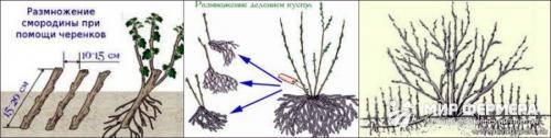 На каком расстоянии черную смородину сажать. Расстояние между кустами 04