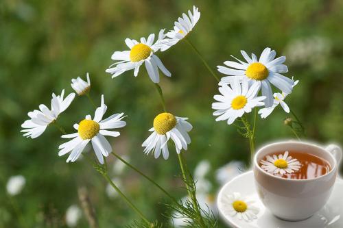 Лекарственные травы посадка. Лечебные травы: 7 целебных растений, которые можно вырастить на вашей грядке