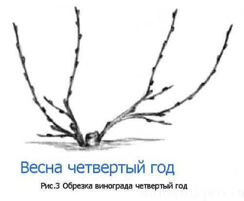 Обрезка винограда 1 год. Обрезка винограда. Как обрезать молодой виноград?