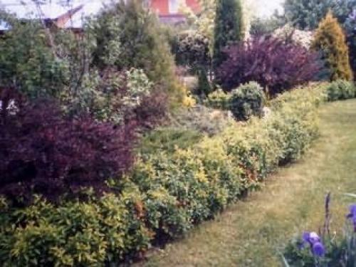 На каком расстоянии черную смородину сажать. Расстояние между кустами 12