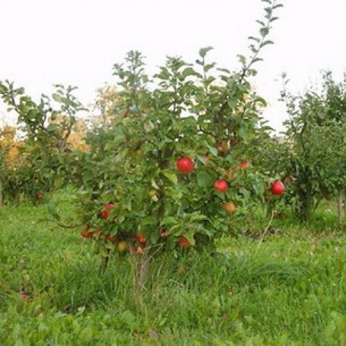 Схема посадки карликовых яблонь. Посадка карликовых яблонь 09