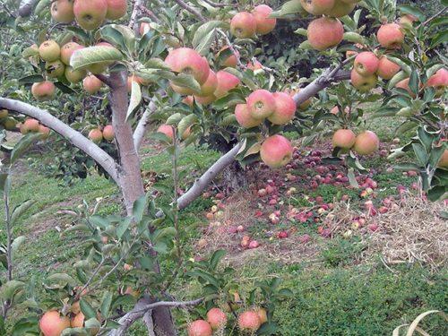 Как вырастить карликовую яблоню. Карликовые яблони: описание
