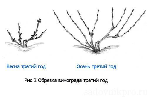 Обрезка винограда 1 год. Обрезка винограда. Как обрезать молодой виноград?