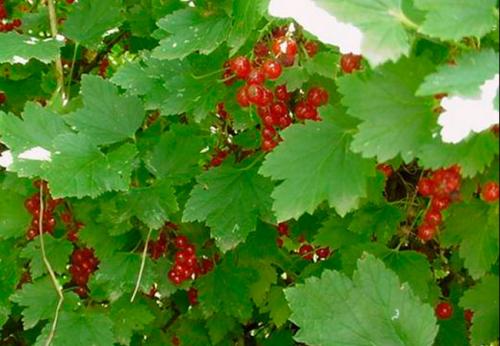 Листья смородины желтеют и сохнут. Смородиновые вредители