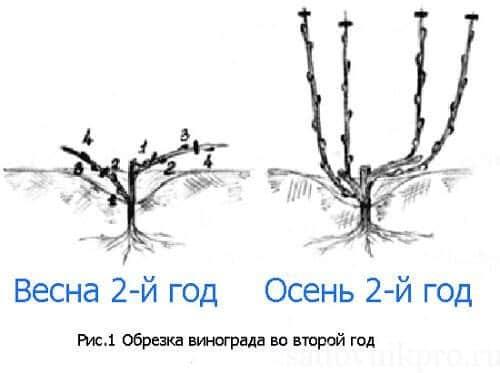 Обрезка винограда 1 год. Обрезка винограда. Как обрезать молодой виноград?