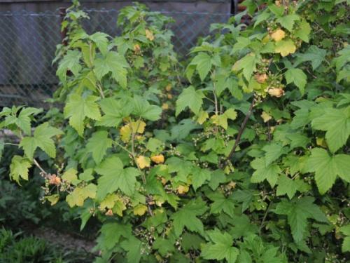 Почему у смородины бледные листья. Смородина светло зеленая окраска листьев причина. Смородина бледные листья. - А почему она белая?