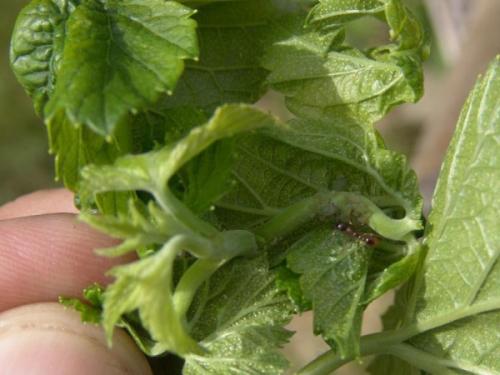 Почему у смородины бледные листья. Смородина светло зеленая окраска листьев причина. Смородина бледные листья. - А почему она белая?