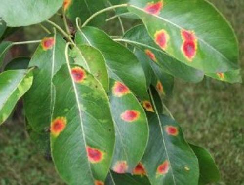 Болезни груши ржавчина. Лечение