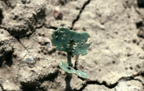 Вредители капусты блошки. Как избавиться от черных блошек на капусте