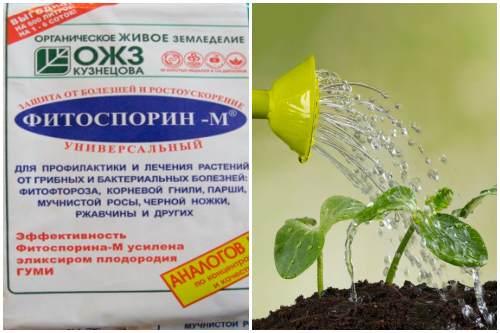 Зеленый налет на земле в горшке. Белая плесень (Mucor)