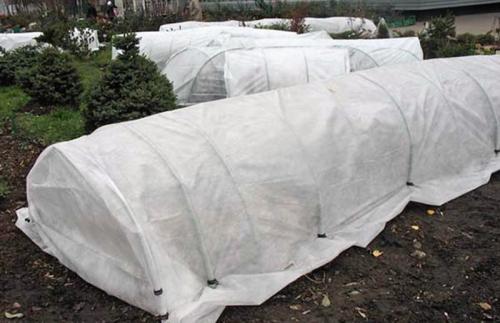 Когда укрывать розы на зиму в средней полосе. Как правильно укрыть розы на зиму: лучшие варианты для зимнего укрытия