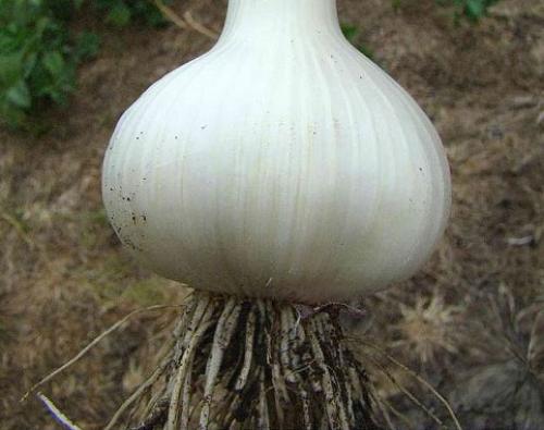 Урожайность чеснока с гектара. Виды чеснока и урожайность 07 Урожайность чеснока с гектара. Виды чеснока и урожайность 07