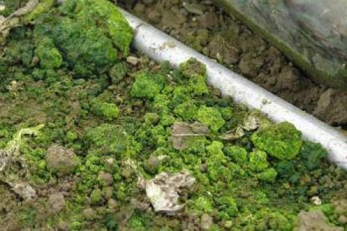 Зеленая земля в огороде, как бороться. Как бороться с зеленой землей в теплице? 09 Зеленая земля в огороде, как бороться. Как бороться с зеленой землей в теплице? 09